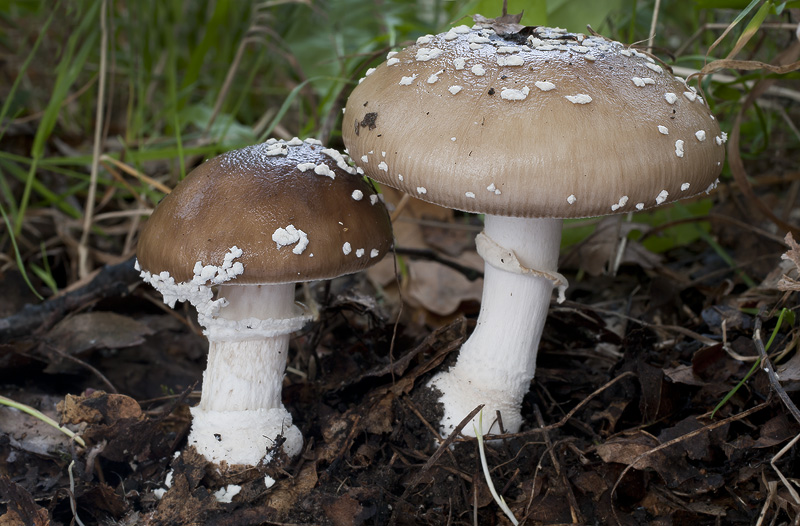 Amanita pantherina